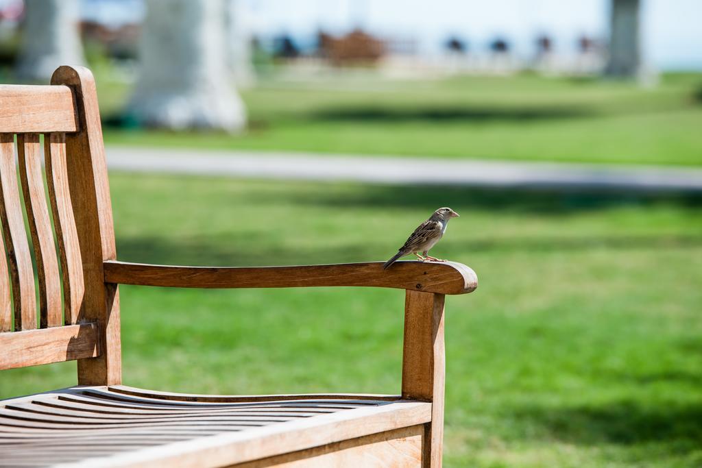 Sealine Beach, A Murwab Resort Mesaieed Esterno foto A sparrow on a bench